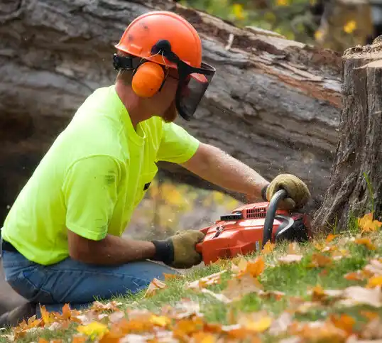 tree services Booneville